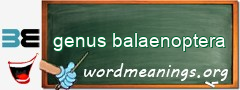 WordMeaning blackboard for genus balaenoptera